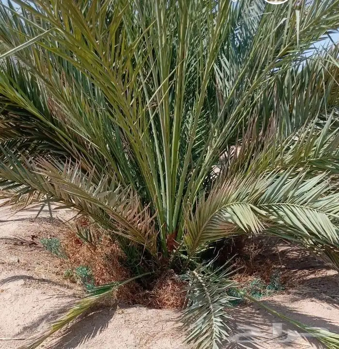 نخل فسايل طيبه 1