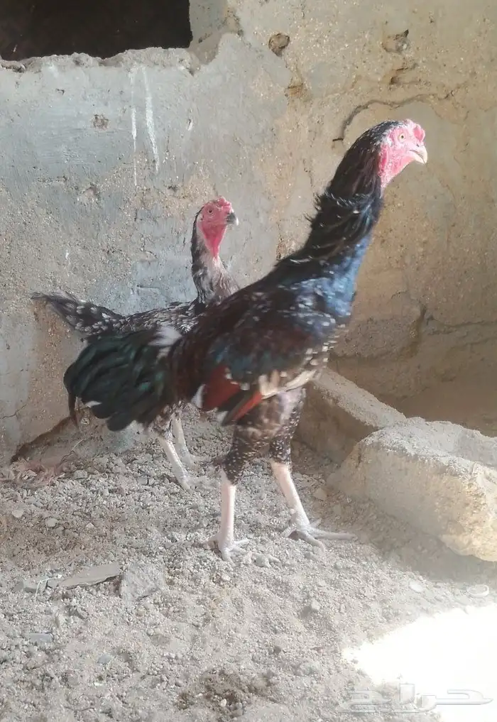 للبيع ديك و دجاجه باكستاني فوليه 1