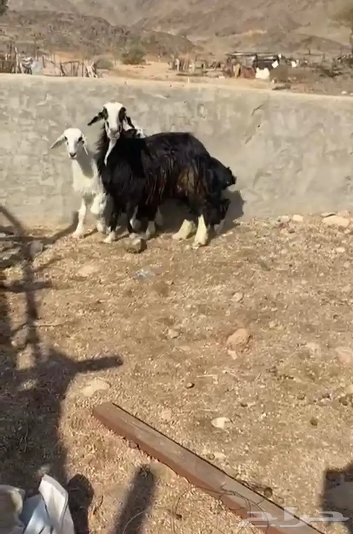 نعجه نجديه متاومه 0