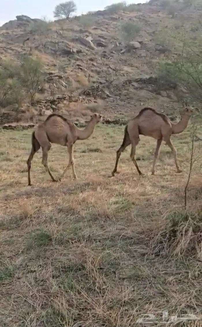 للبيع بعير 4