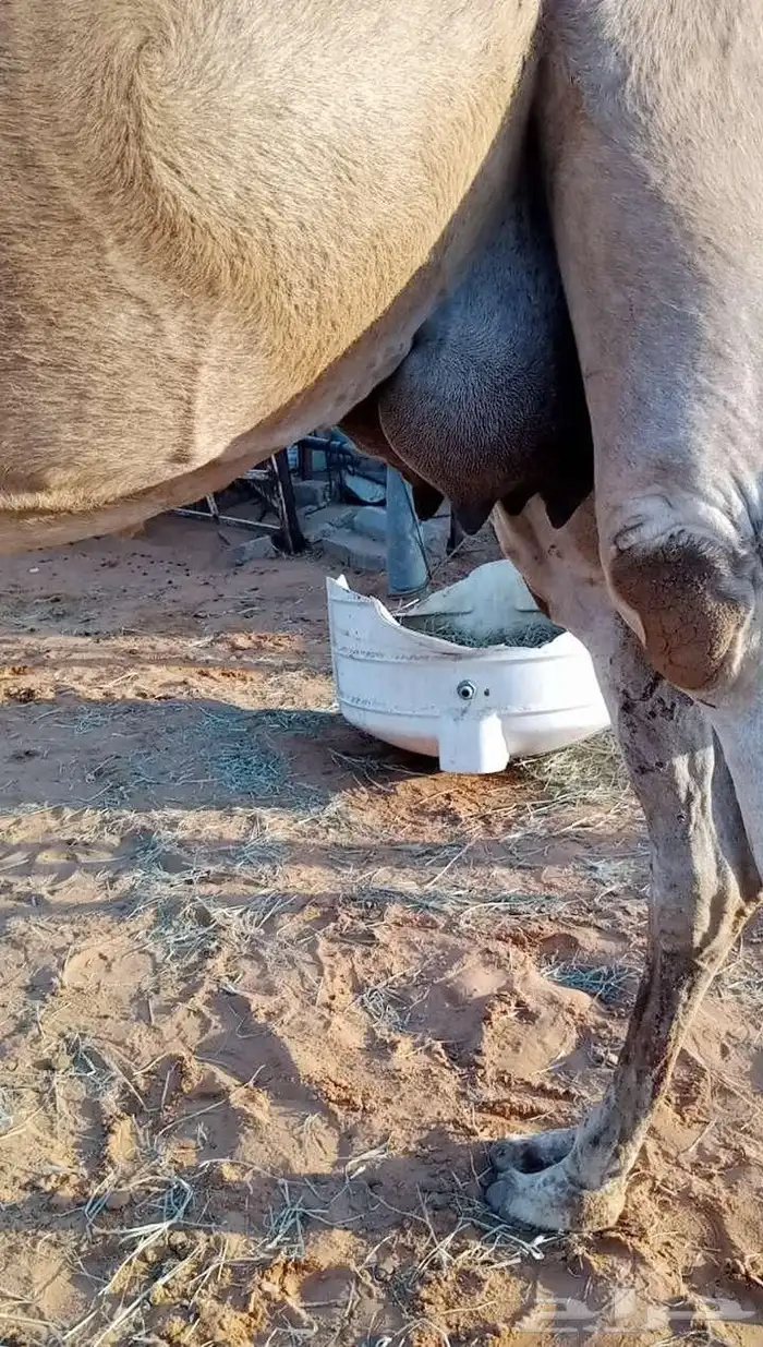 خلف حمراء مصغرمعها قعود 0