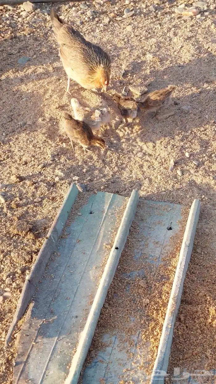 دجاجه عربيه شرط دم صافي (فري) 2