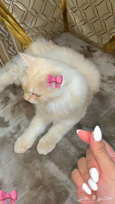 قطة للتبني مكة 0