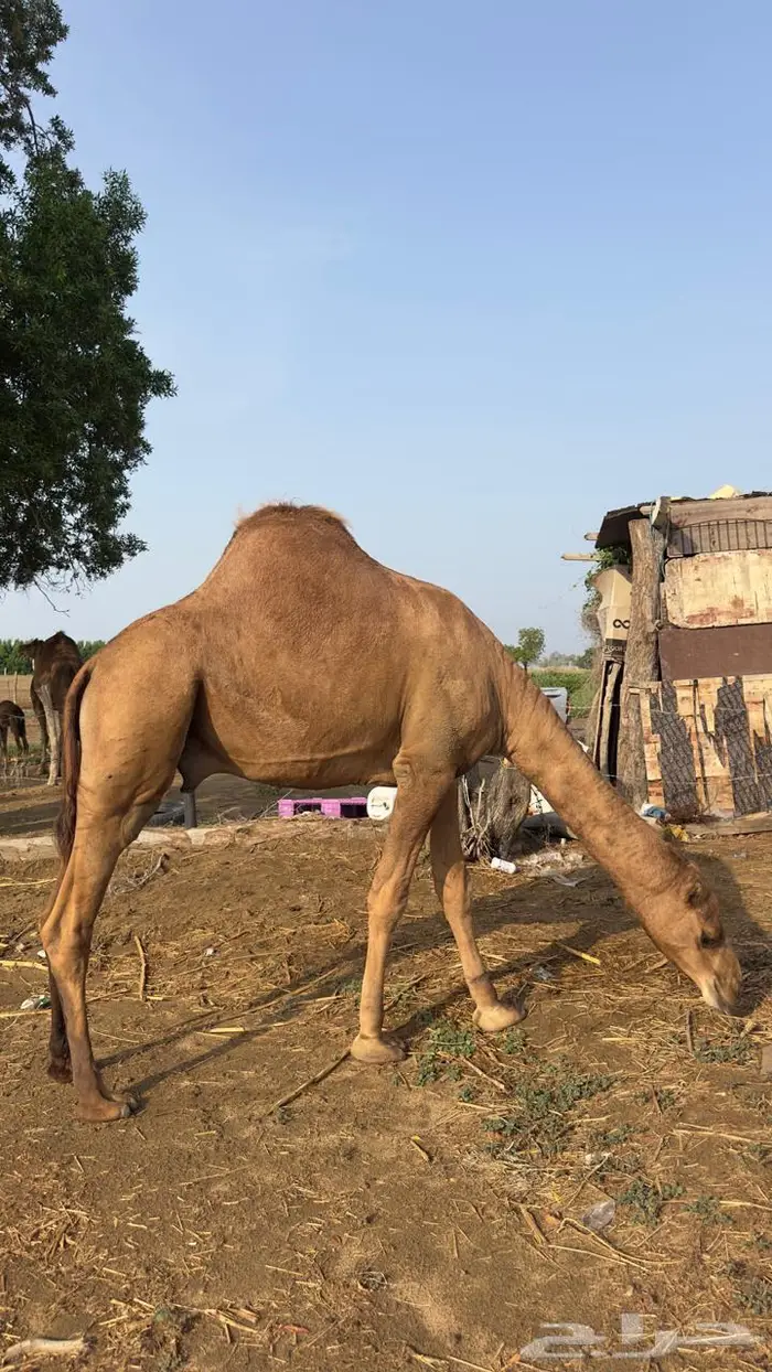 الشواجرة 0