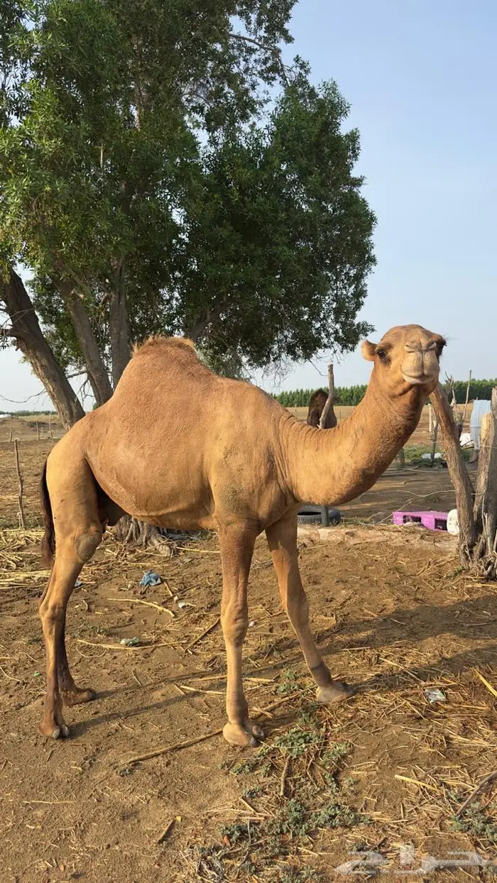 الشواجرة 1
