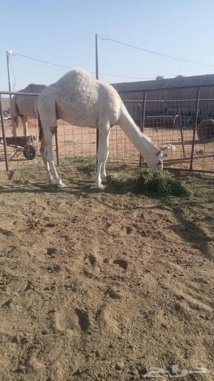 للبيع حاشي عمره 8 شهور 3