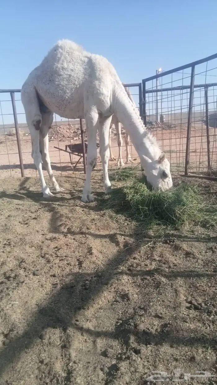 للبيع حاشي عمره 8 شهور 0