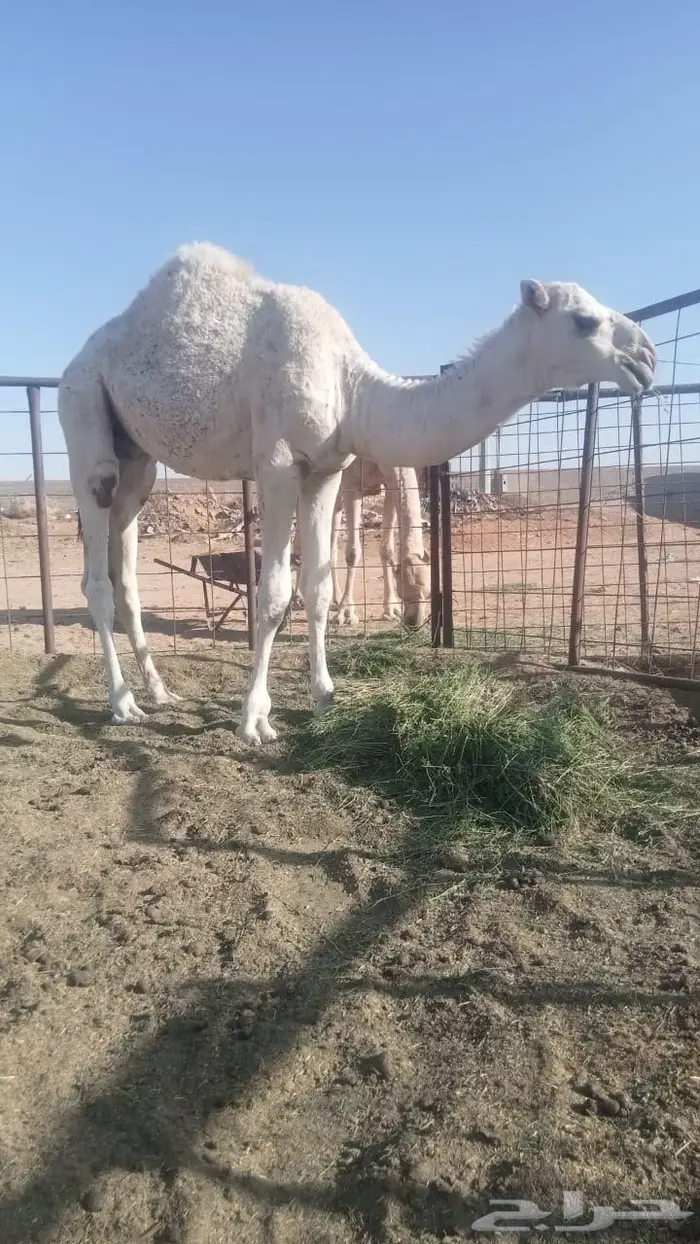 للبيع حاشي عمره 8 شهور 1