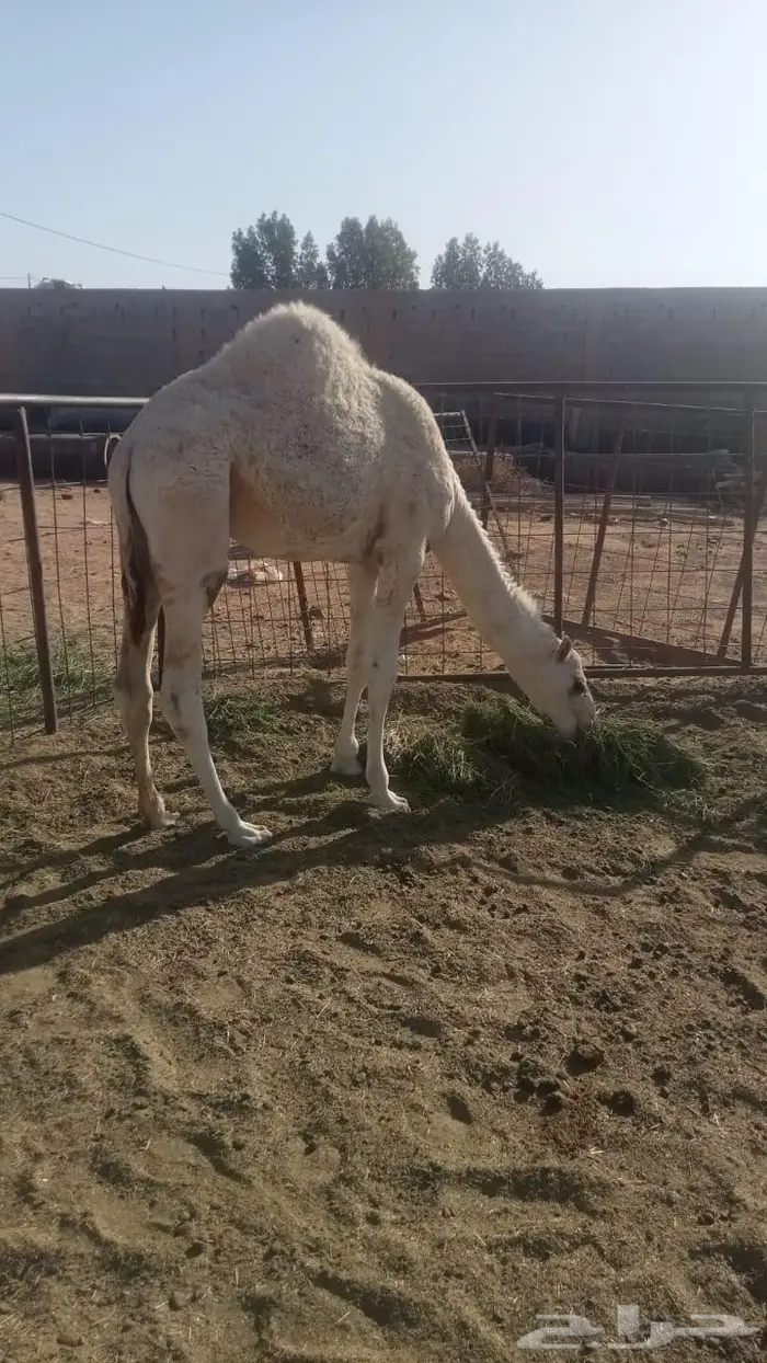 للبيع حاشي عمره 8 شهور 2