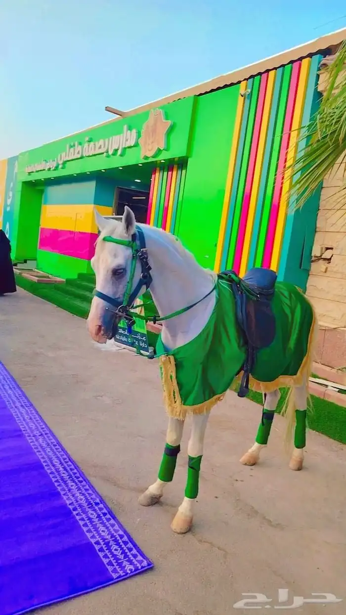 اجار جمال رحول وخيل عربية اصيلة 0