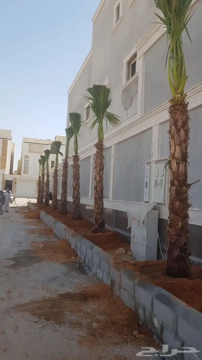 نخيل واشنطني امريكي ابو مروحه 2