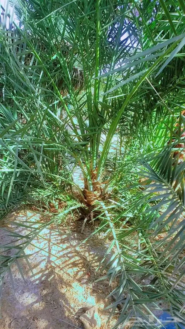 سلام عليكم زبائن الكرام يوجد لدينا نخل طيب وسعر مناسب 1