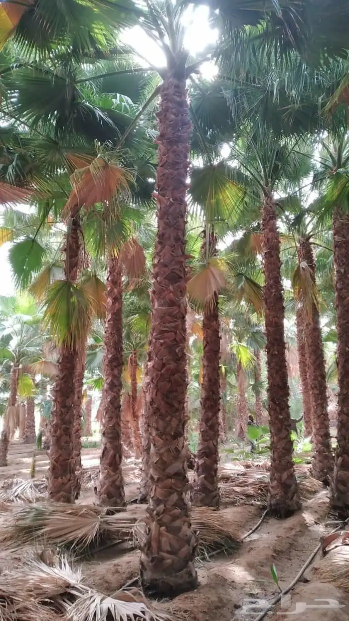 نخل واشنطن أمريكي ونخل عربي مثمر ونخل ملوكي واشجار 0