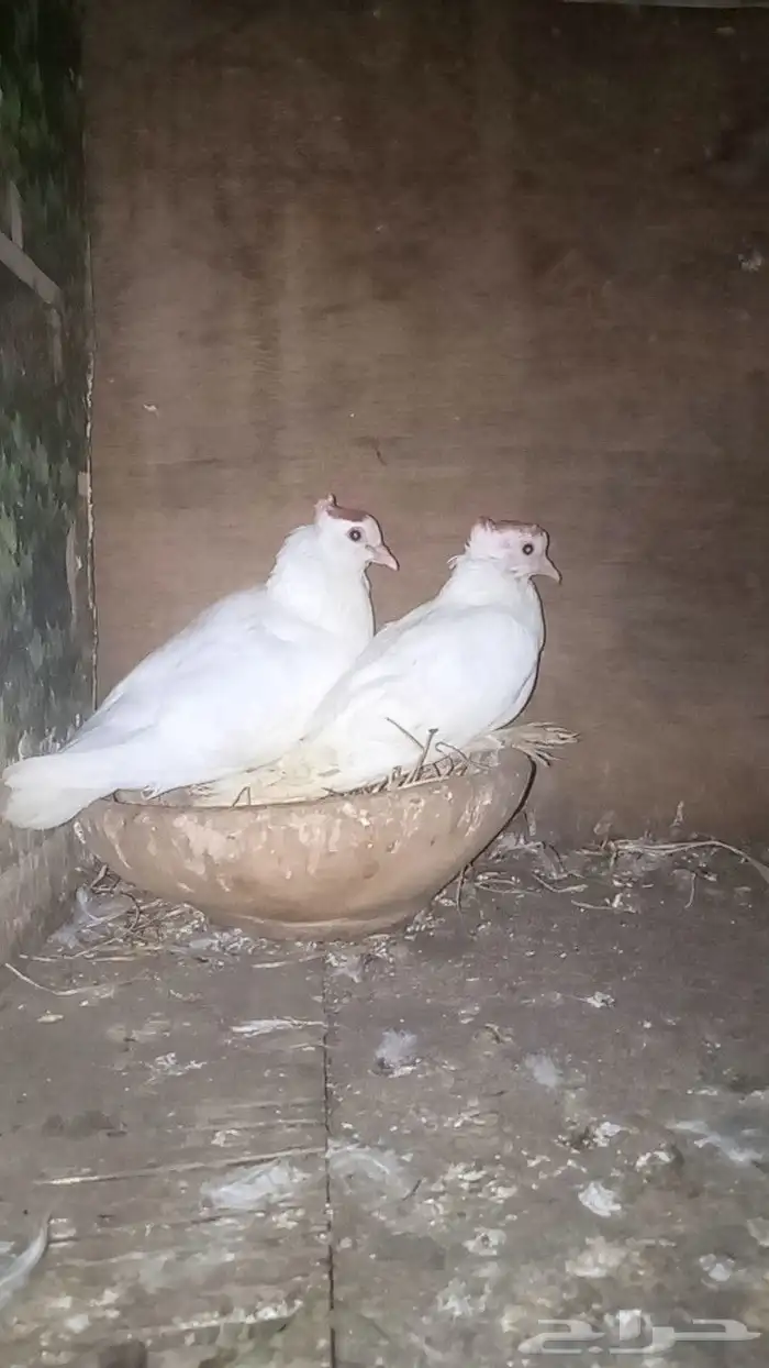 حمام صنعاني زوج منتج 0