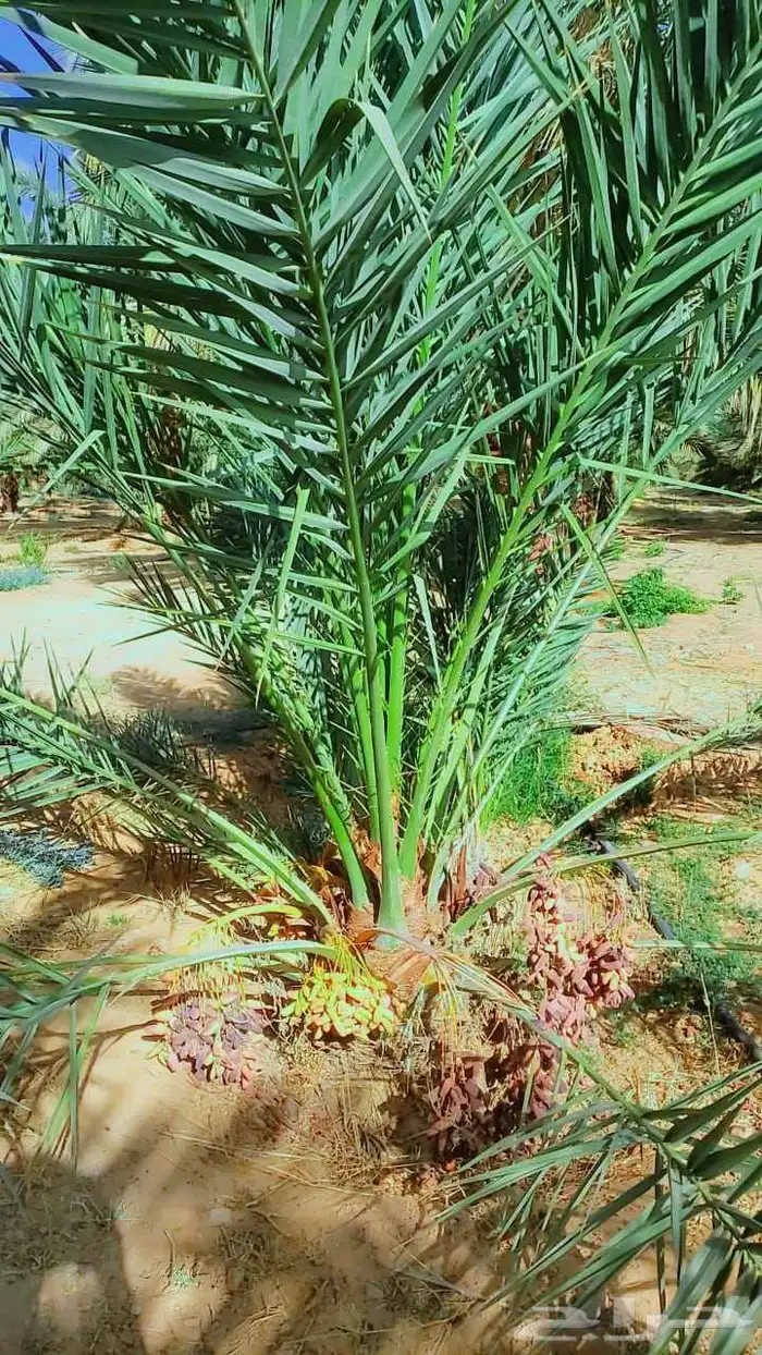 سلام عليكم زبائن الكرام يوجد لدينا نخل طيب وسعر مناسب 2