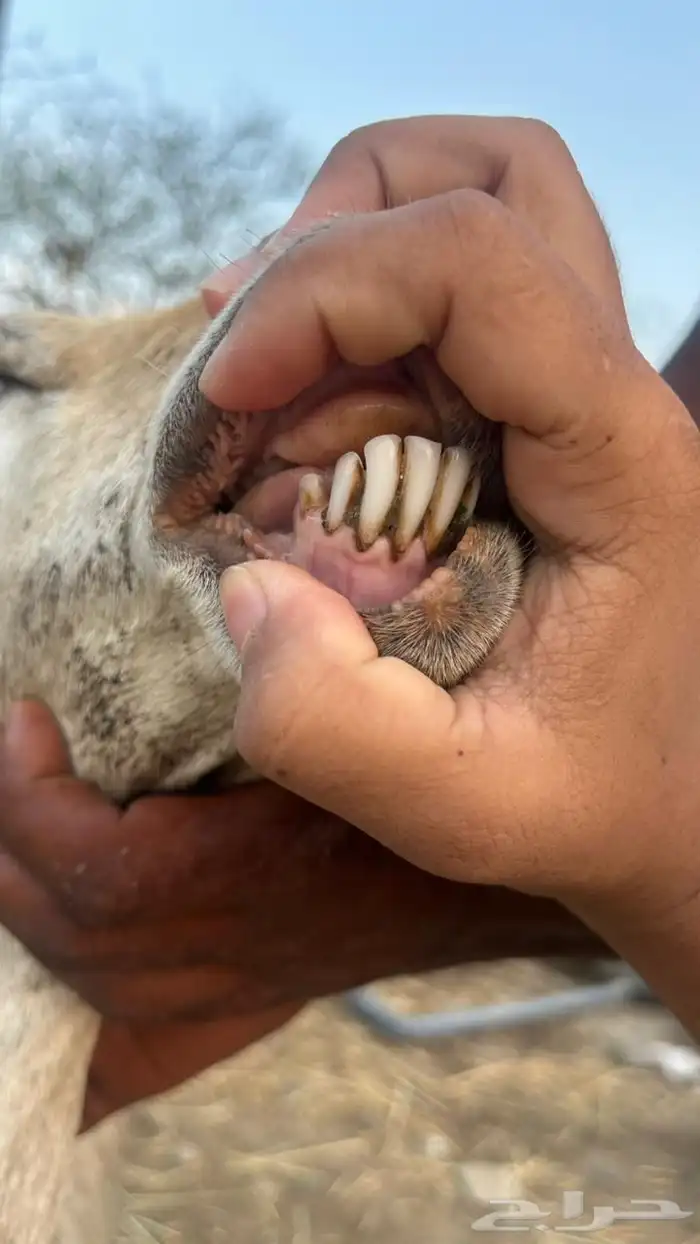 خضيرة عياش 9