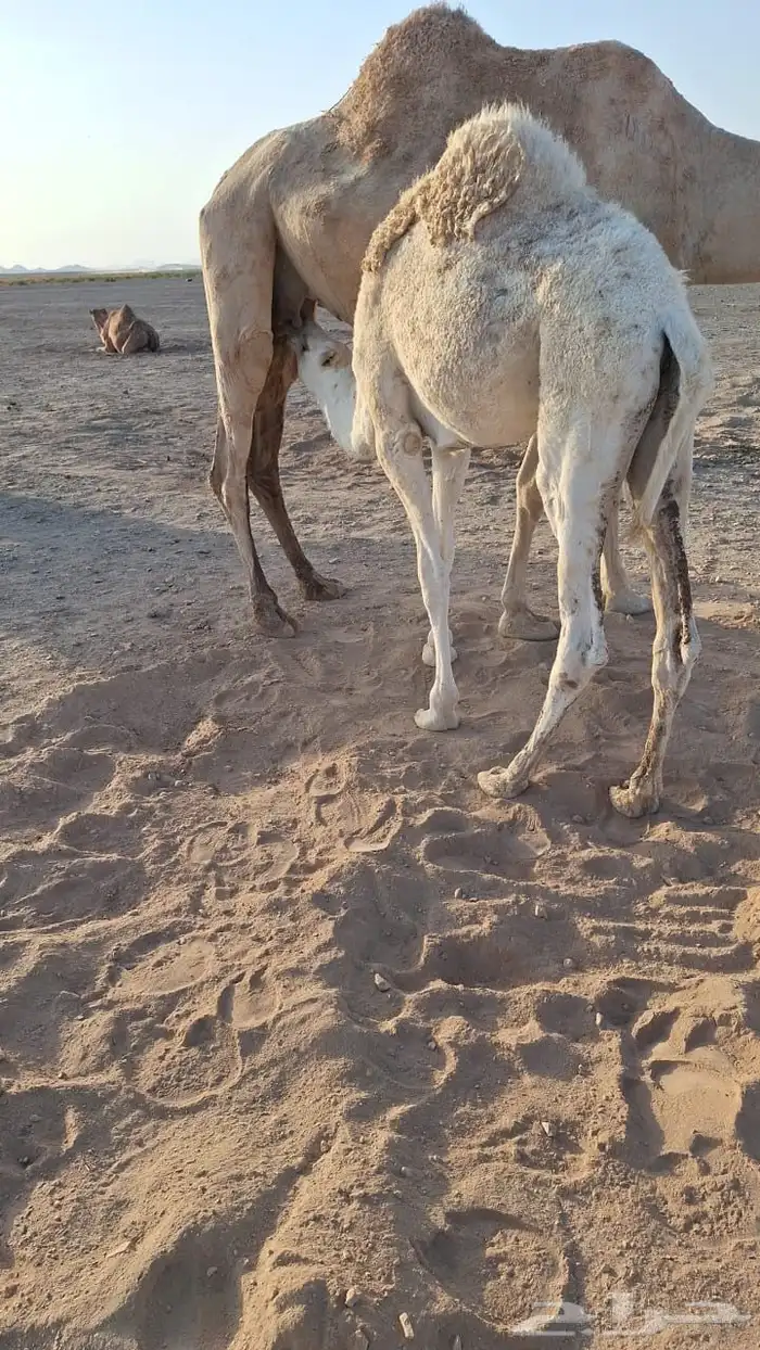 للبيع حشو طيبه على الحليب شرط العدد6 10