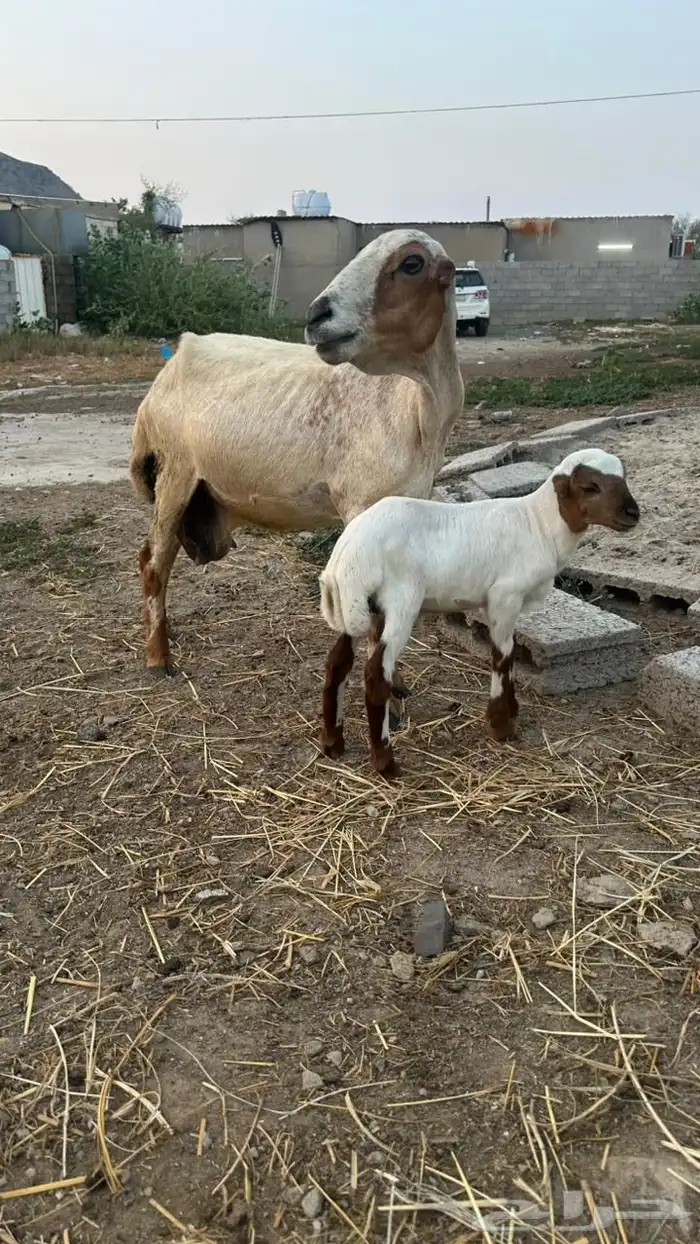 خضيرة عياش 0