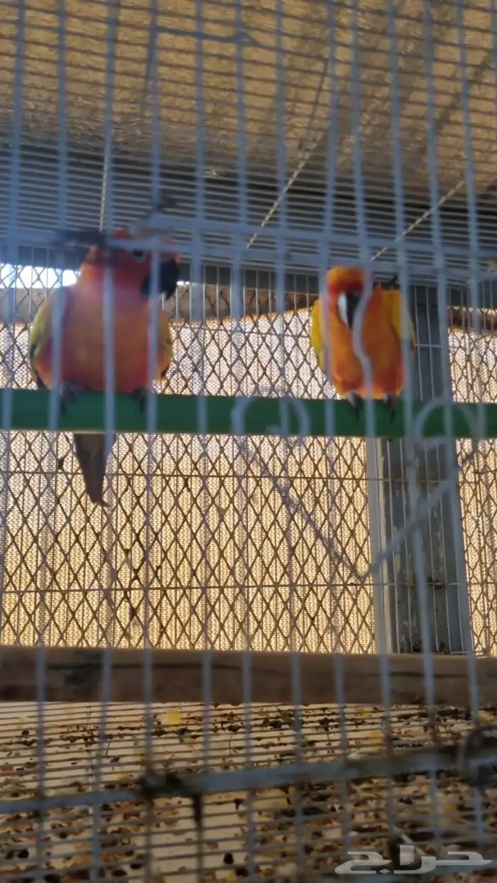 زوج صن كنيور و كنيور 0