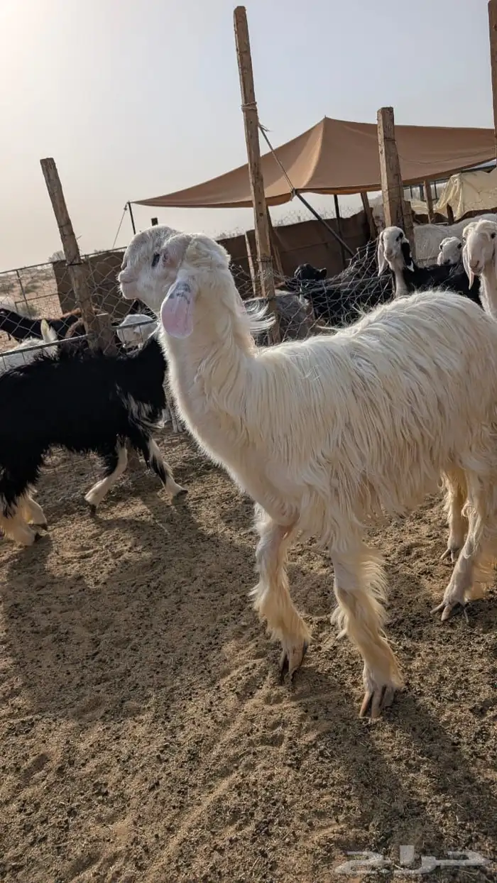 رخال 6 فواخر وفحل فاخر 8