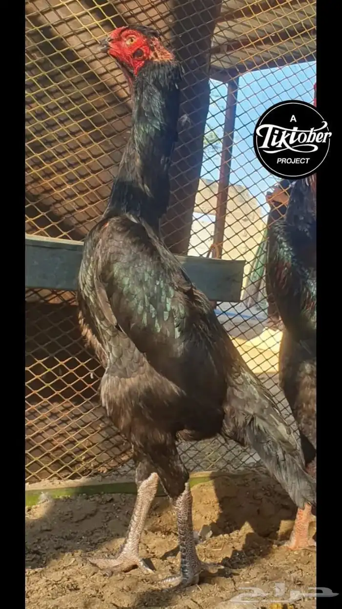 ديك شامو الماني دم هزاز 2