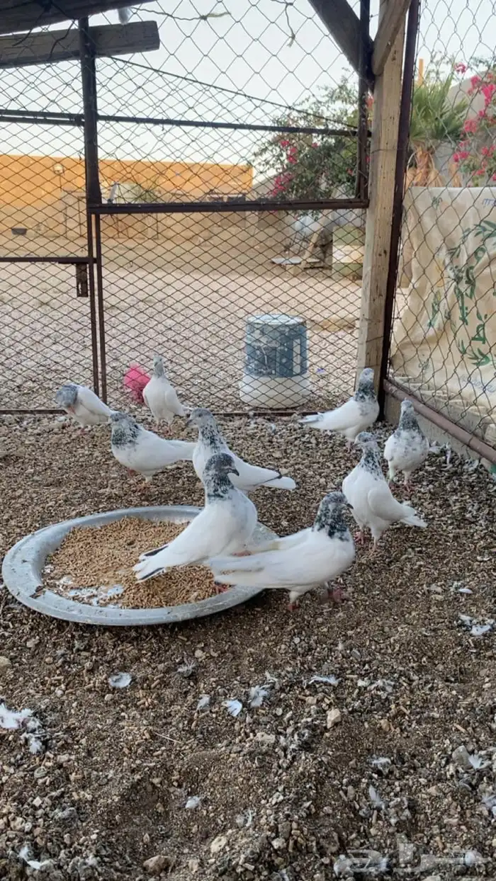 حمام باكستاني للبيع 1