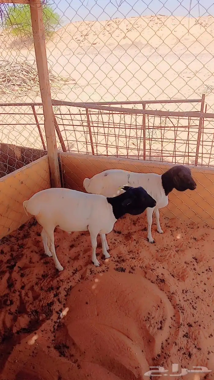 ذبايح ابو سعود براذر فل الفل شحم ولحم 1