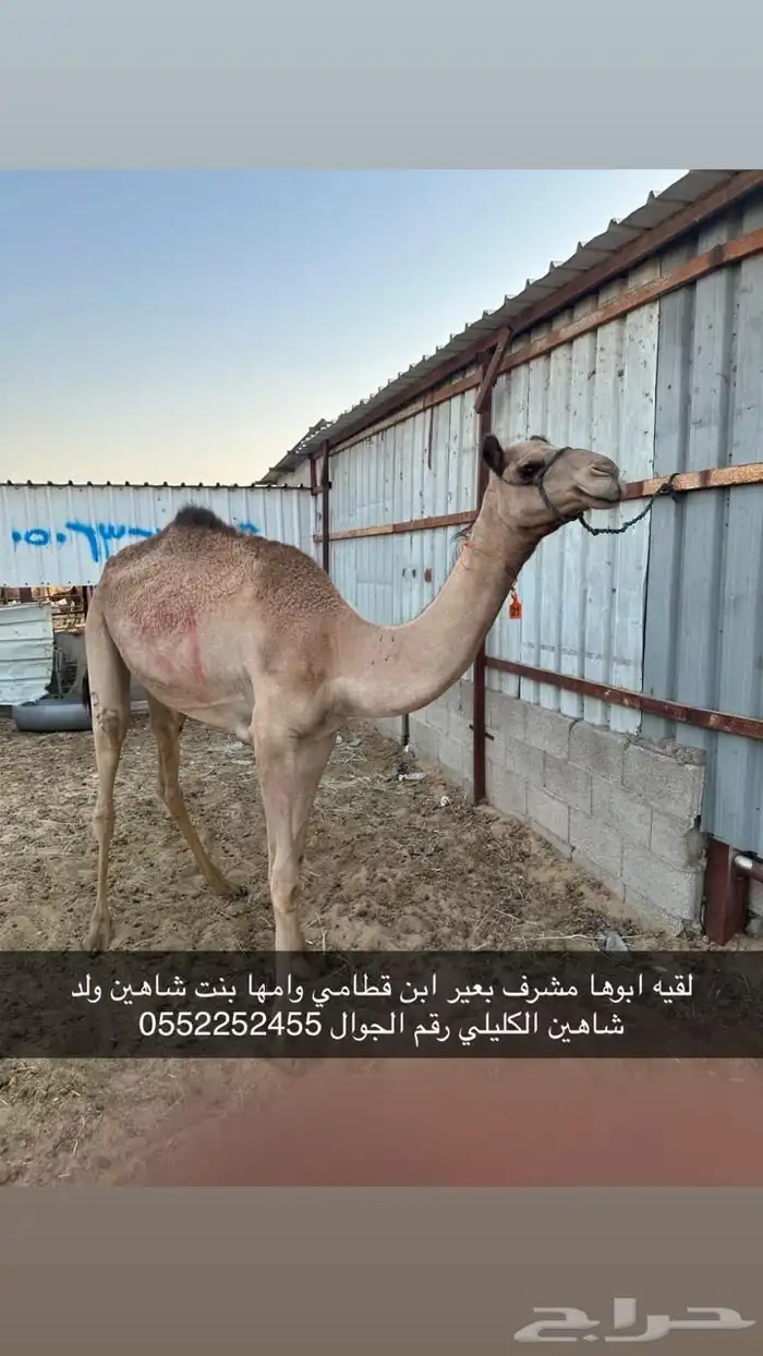 لقيه كفو 0