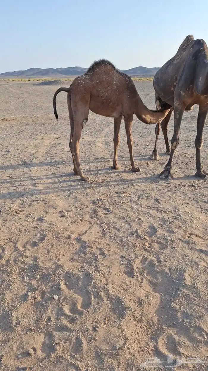 للبيع حشو طيبه على الحليب شرط العدد6 11
