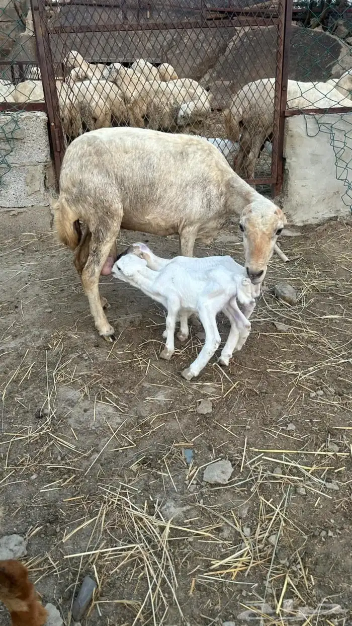خضيرة عياش 7