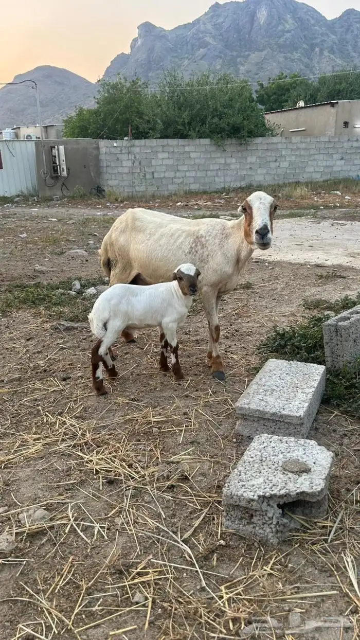 خضيرة عياش 1