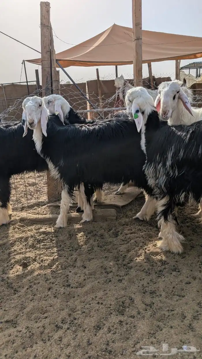 رخال 6 فواخر وفحل فاخر 2