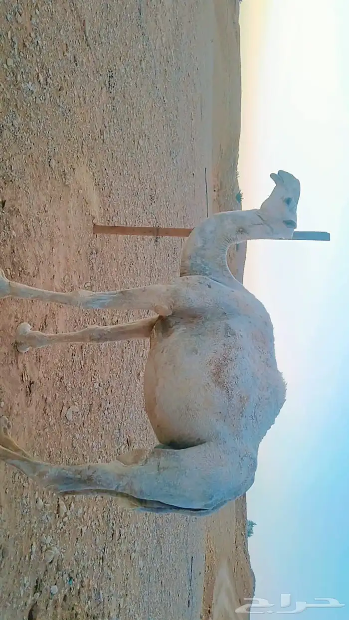 ناقتين وضح امهات رابع معشرات سليمات 2