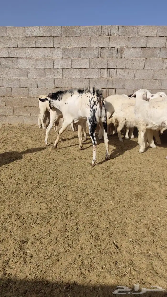 تيس بيشي فحل 0