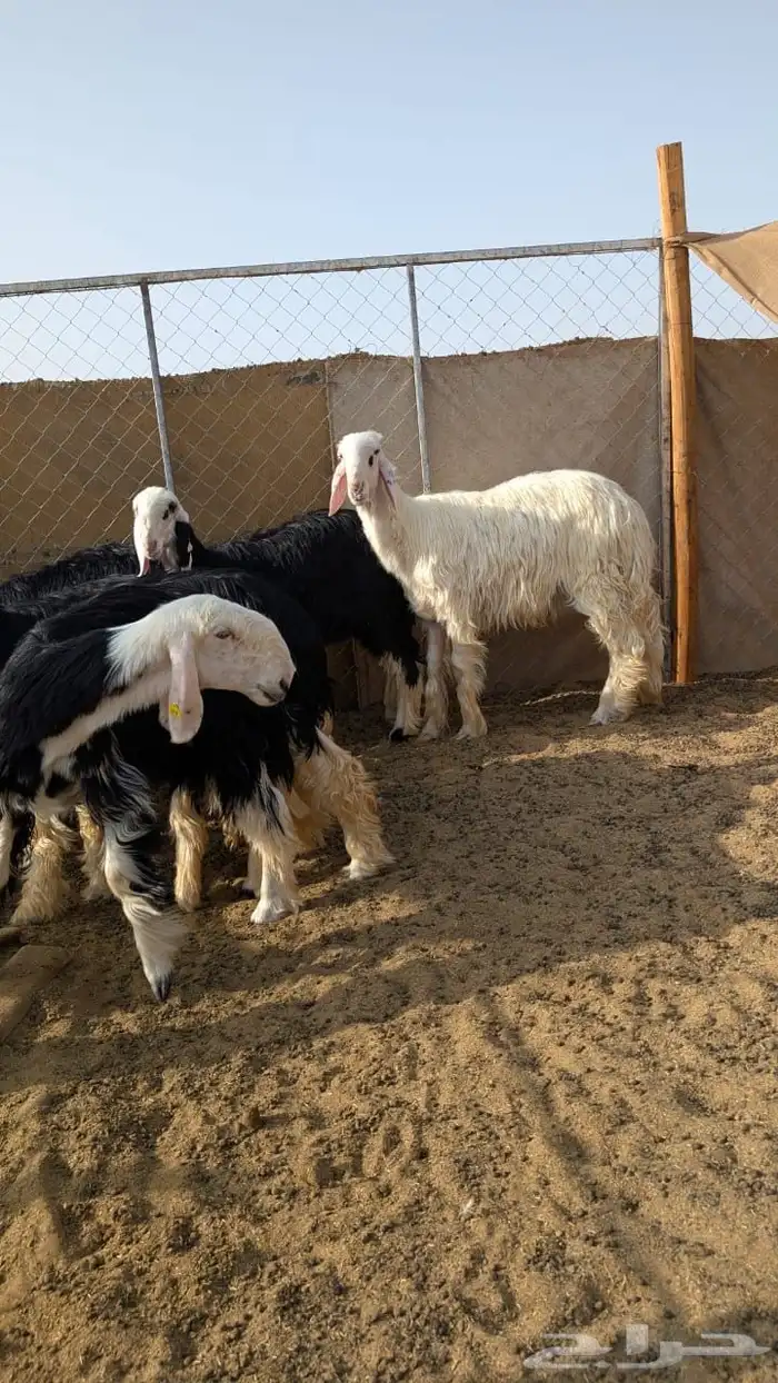 رخال 6 فواخر وفحل فاخر 5