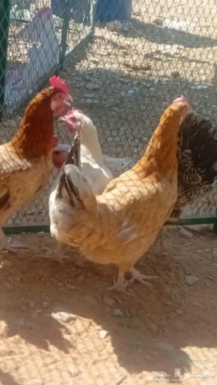 دجاج بلدي بياض 0
