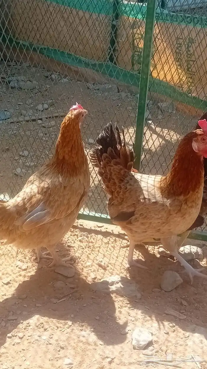 دجاج بلدي بياض 1
