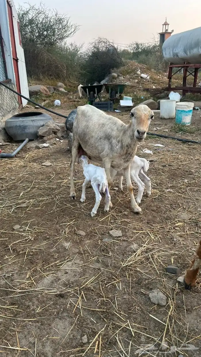 خضيرة عياش 5