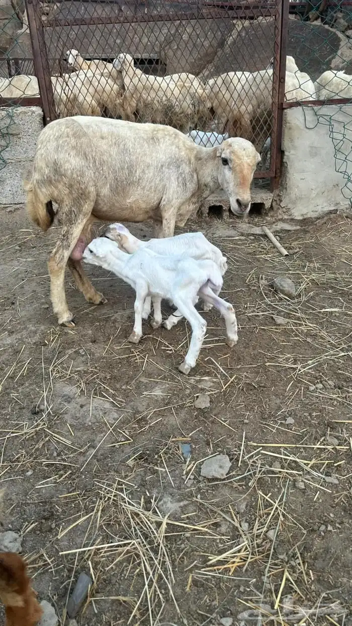 خضيرة عياش 8