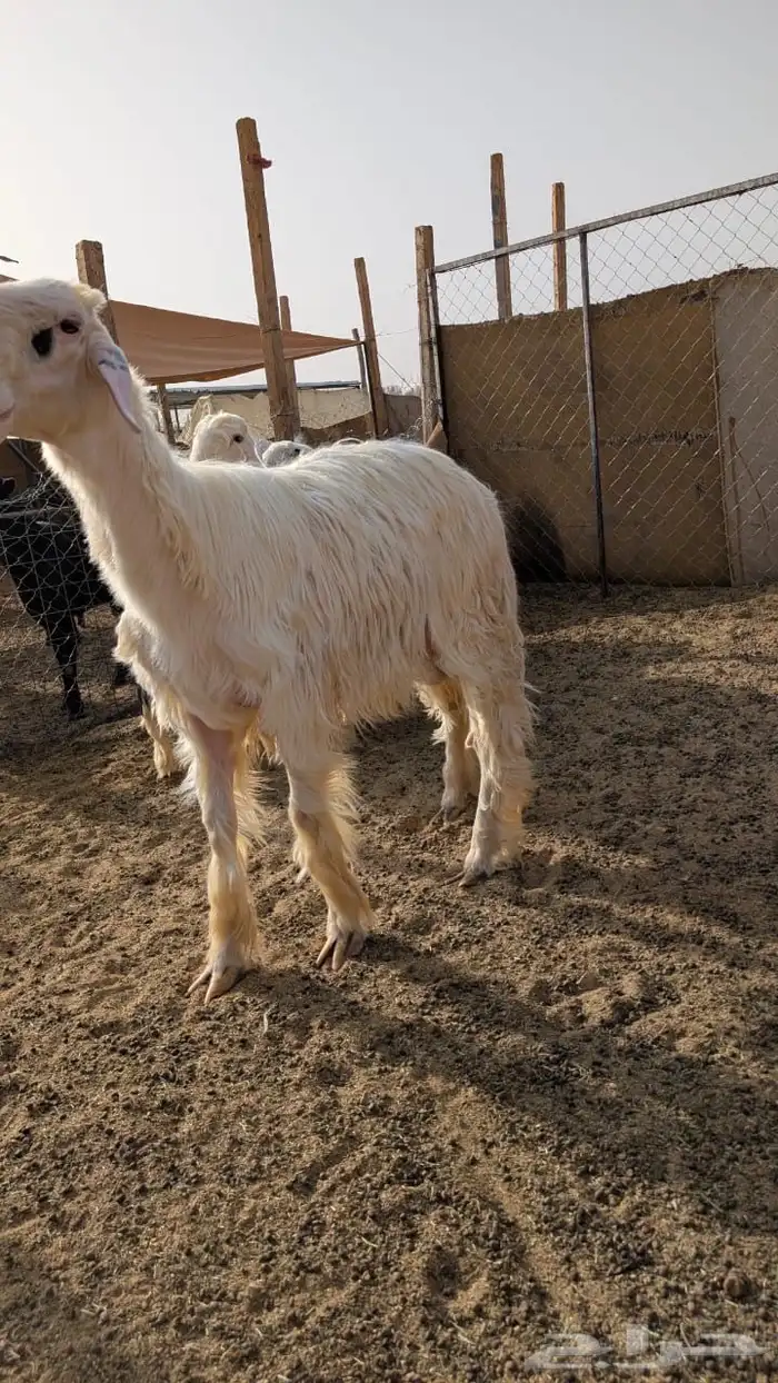 رخال 6 فواخر وفحل فاخر 7