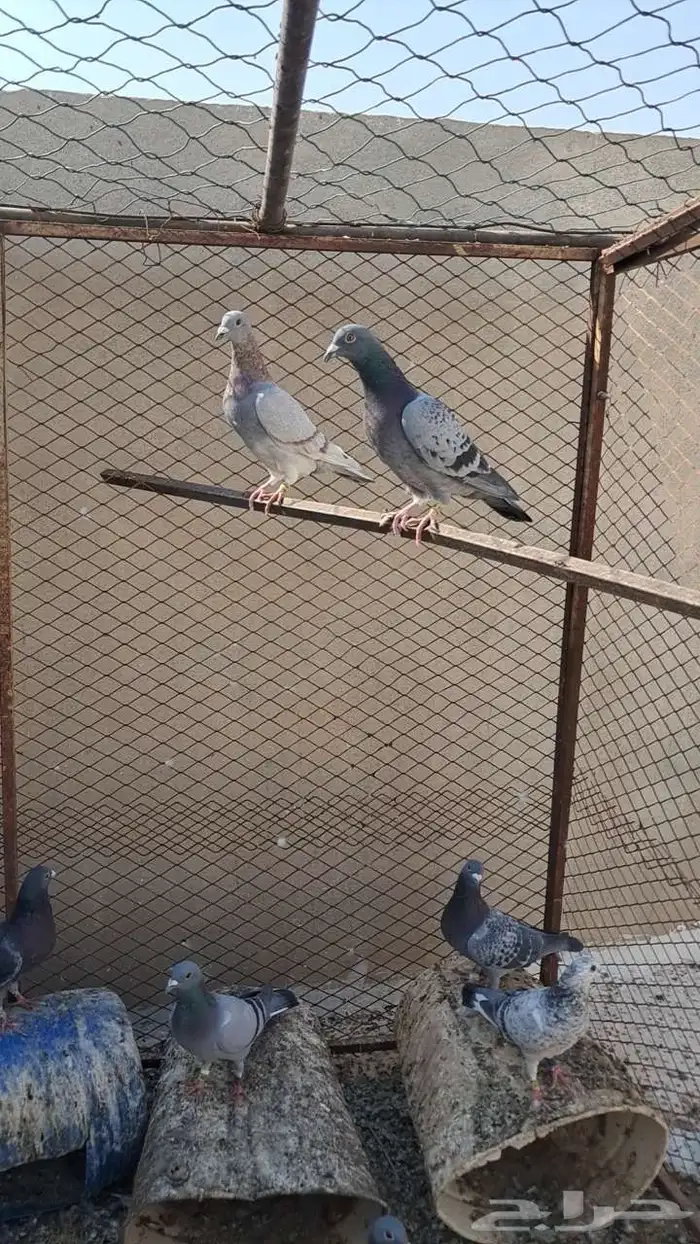 حمام للبيع 1