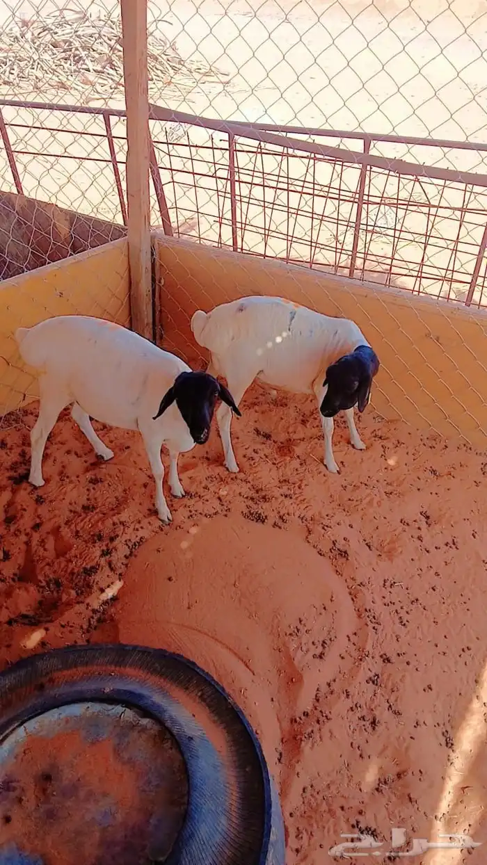 ذبايح ابو سعود براذر فل الفل شحم ولحم 4