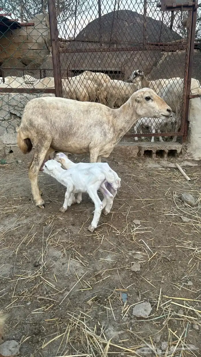 خضيرة عياش 6