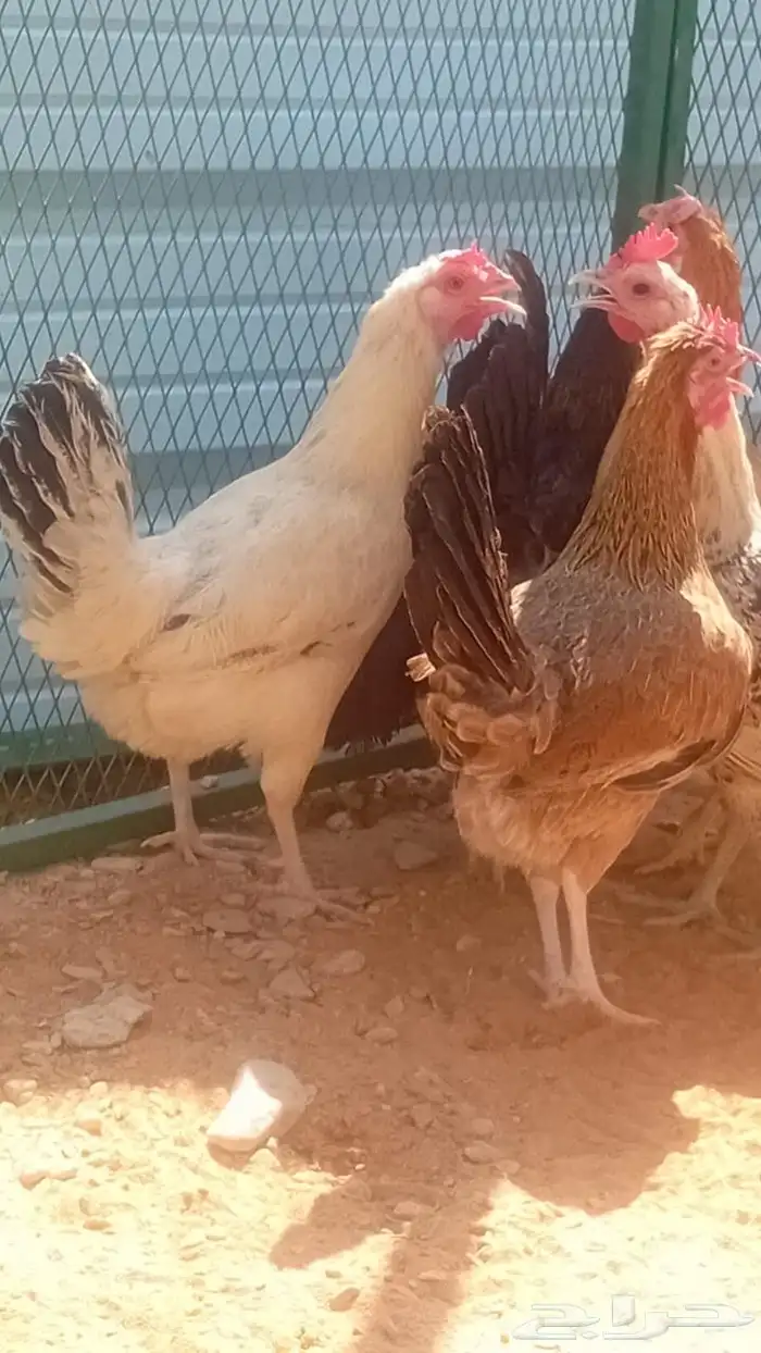 دجاج بلدي بياض 2