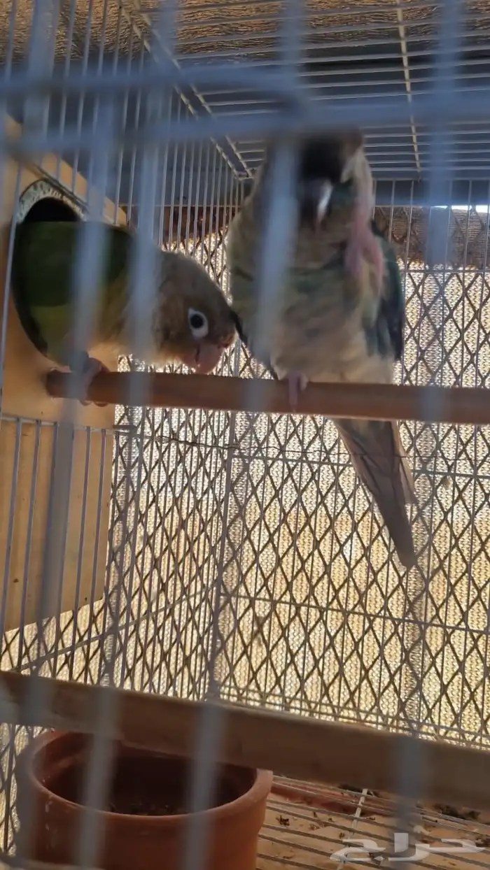 زوج صن كنيور و كنيور 2