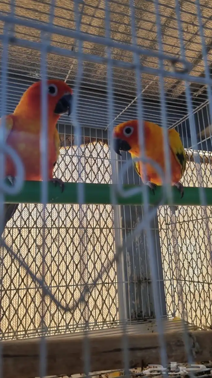 زوج صن كنيور و كنيور 1