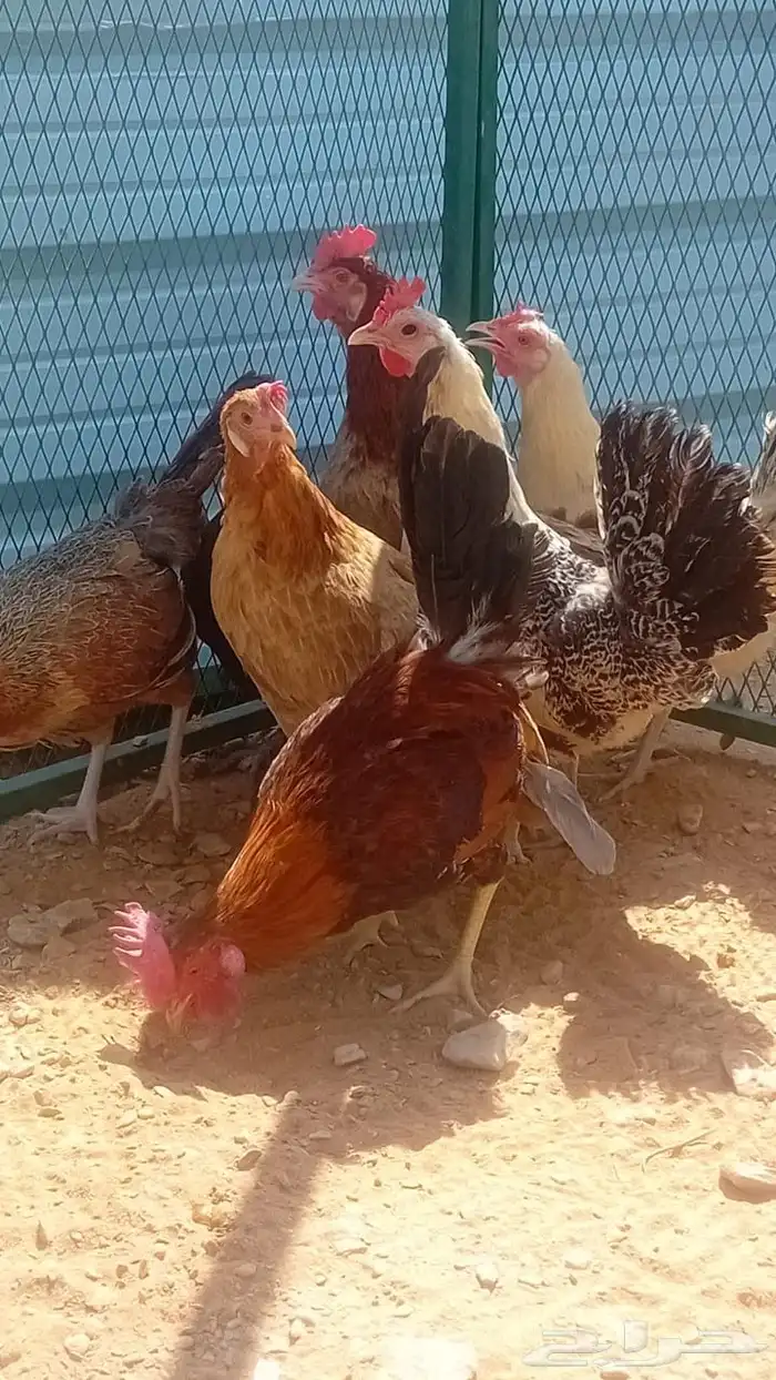 دجاج بلدي بياض 4