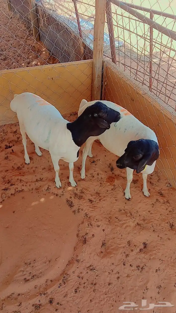 ذبايح ابو سعود براذر فل الفل شحم ولحم 5