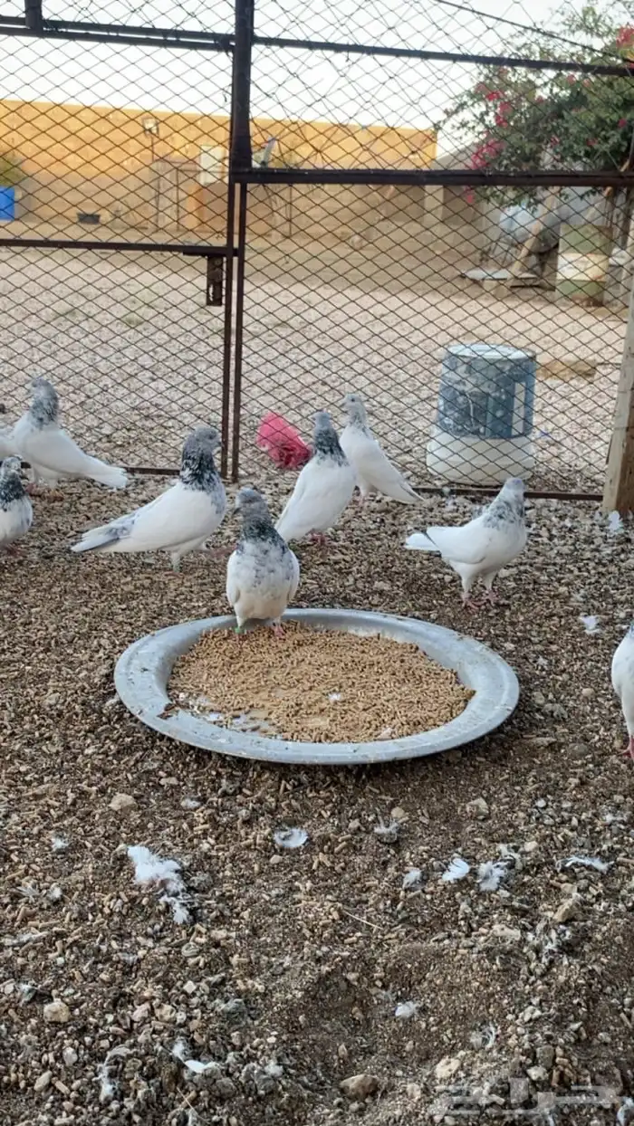 حمام باكستاني للبيع 0