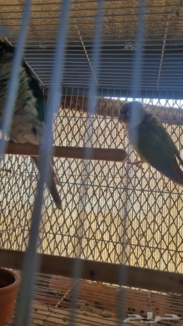 زوج صن كنيور و كنيور 3